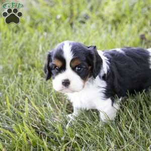 Leo, Cavalier King Charles Spaniel Puppy